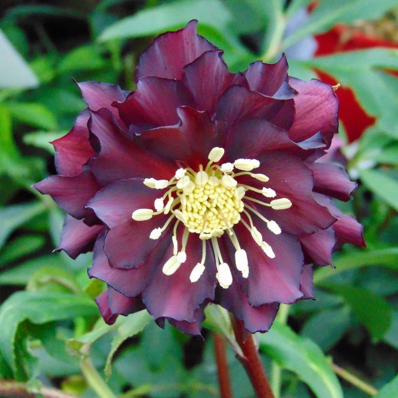 Helleborus orientalis Luisa (Floração)