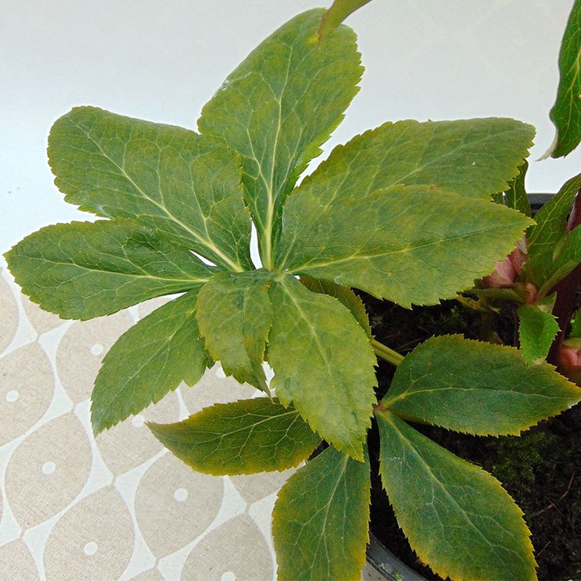 Helleborus orientalis Magic Apricot guttatus (Folhagem)