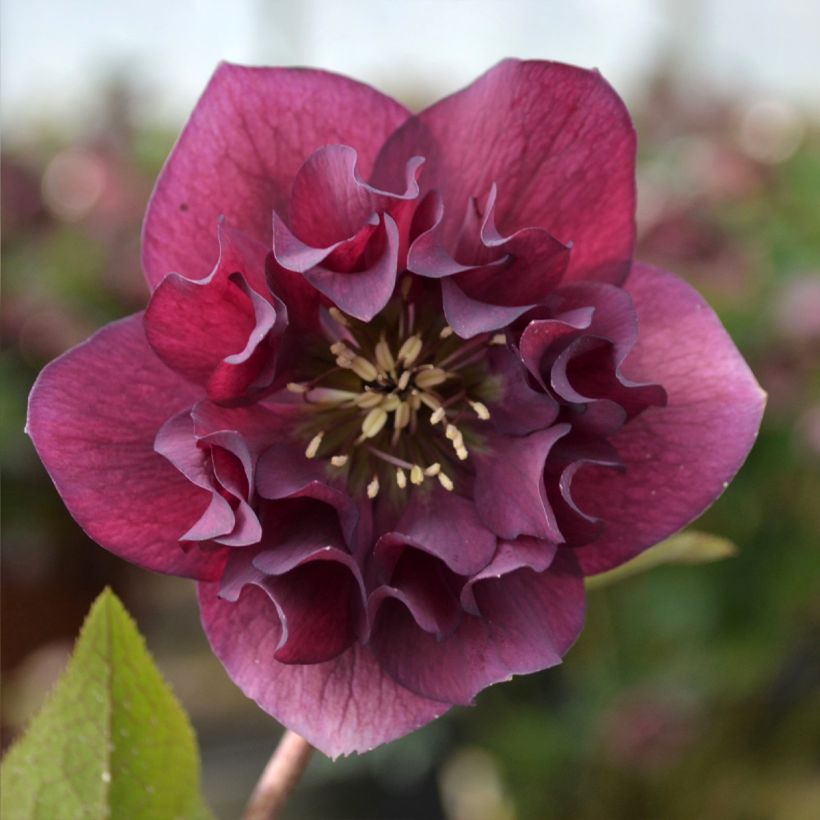 Helleborus orientalis ViV Vera (Floração)