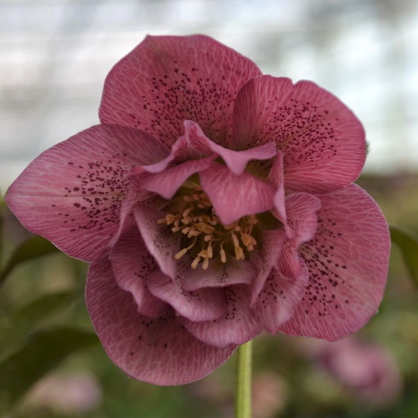 Helleborus orientalis ViV Alessia (Floração)