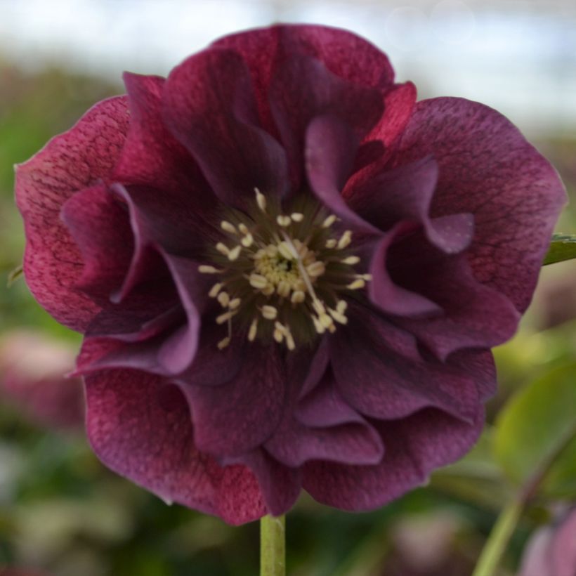 Helleborus orientalis ViV Isabella (Floração)