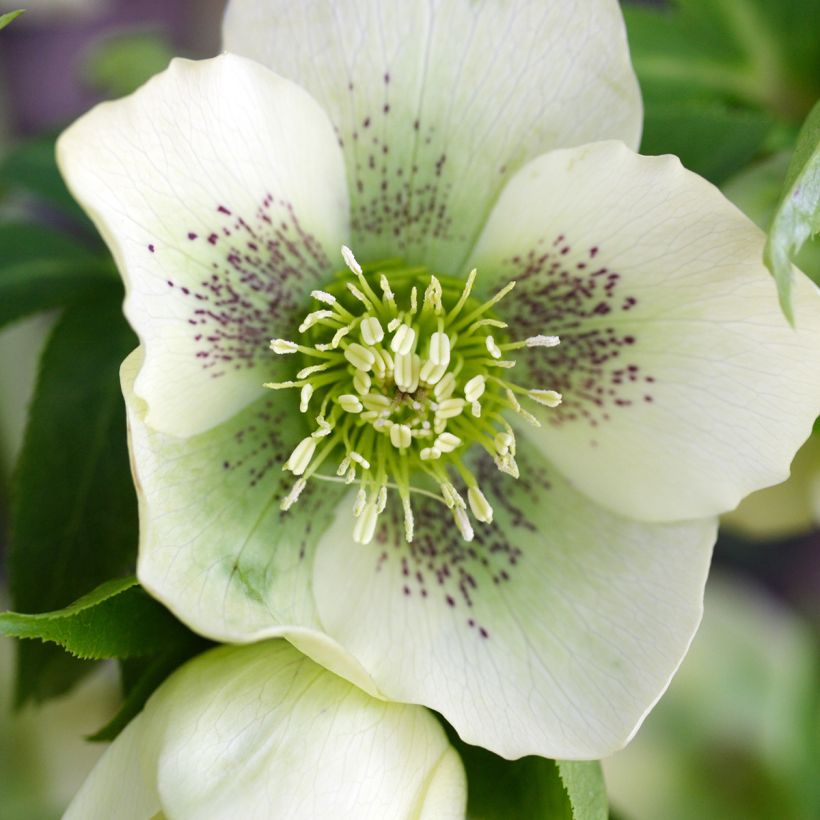 Helleborus orientalis Spotted Hybrid (Floração)