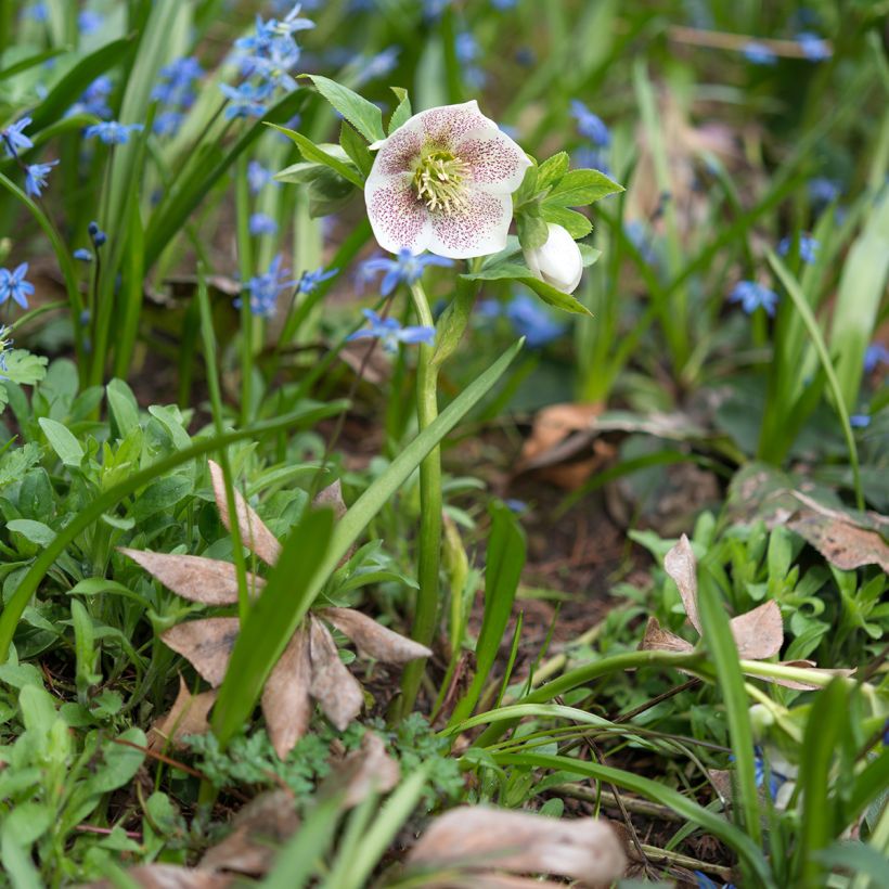 Helleborus orientalis Spotted Hybrid (Hábito)