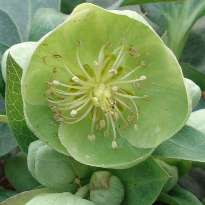 Helleborus sternii Remi (Floração)