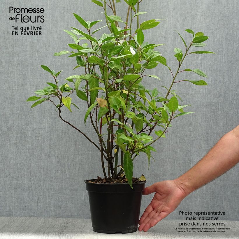 Amostra de Helwingia chinensis Vaso de 2 L/3 L tal como entregue no outono