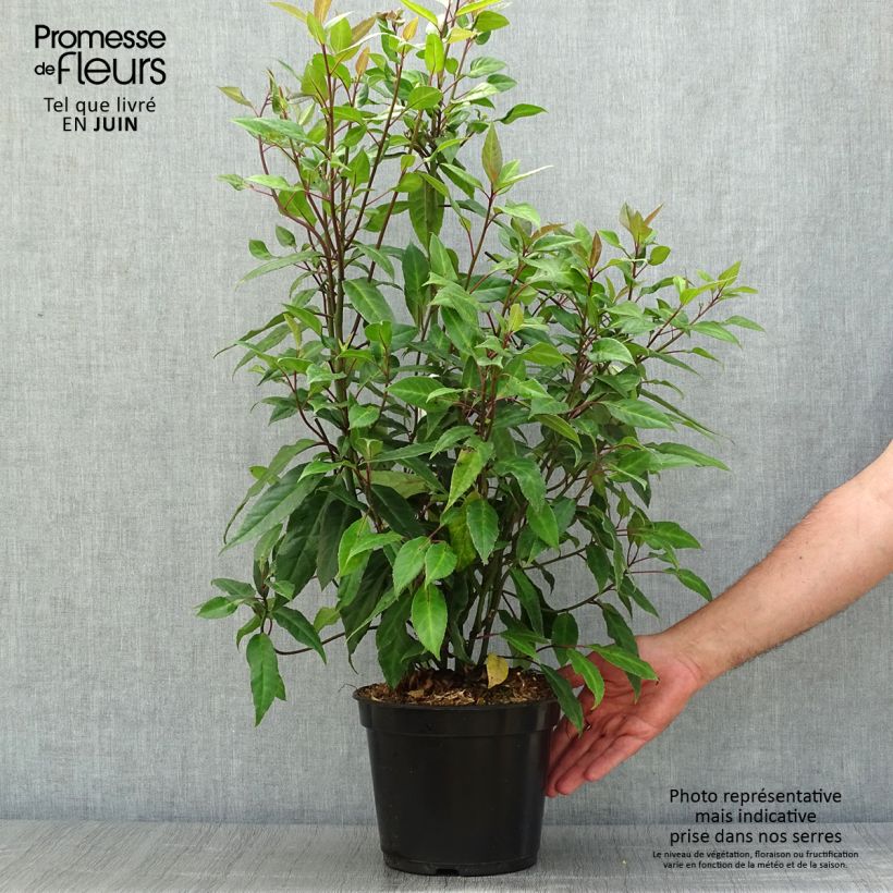 Amostra de Helwingia chinensis Vaso de 2 L/3 L tal como entregue no verão