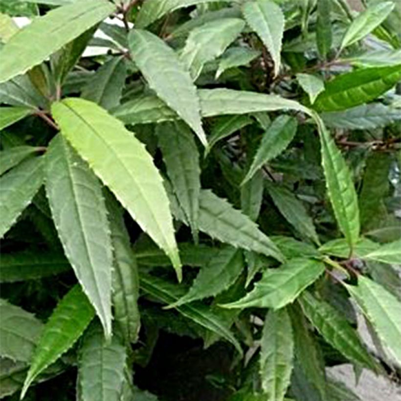 Helwingia chinensis Narrow Leaves (Folhagem)
