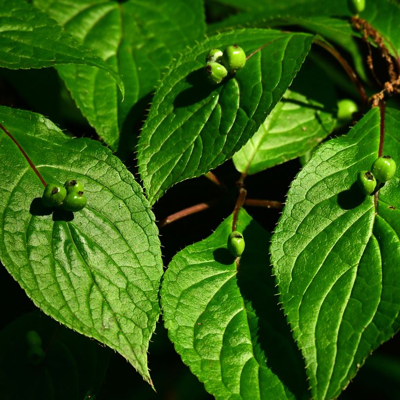 Helwingia japonica fêmea (Colheita)