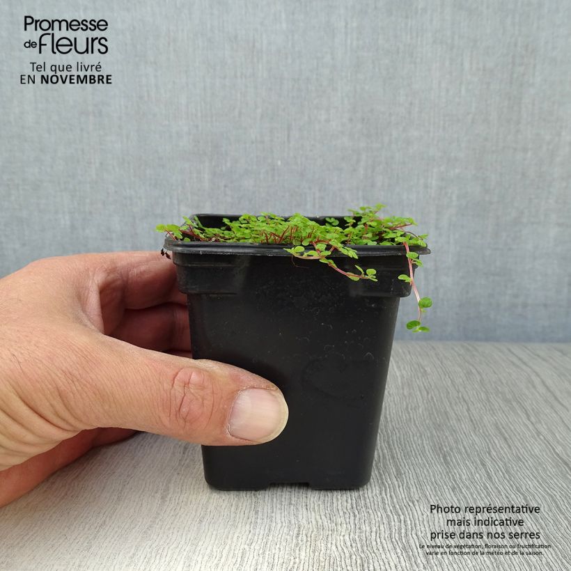 Amostra de Helxine soleirolii Vaso de 7/8 cm tal como entregue no outono