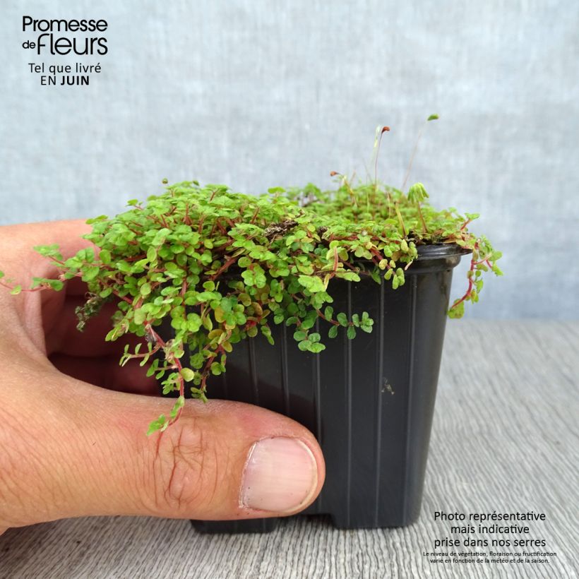 Amostra de Helxine soleirolii Vaso de 7/8 cm tal como entregue no verão