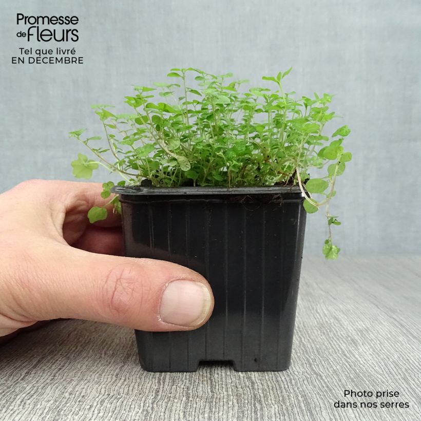 Amostra de Helxine - Soleirolia soleirolii Vaso de 7/8 cm tal como entregue no inverno