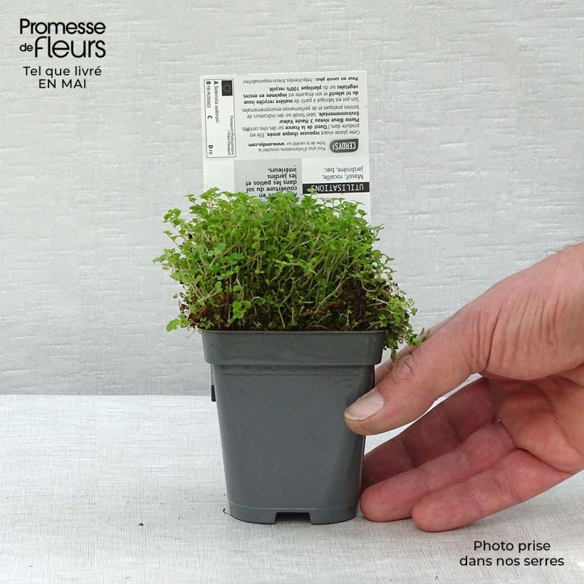 Amostra de Helxine soleirolii Vaso de 7/8 cm tal como entregue na primavera