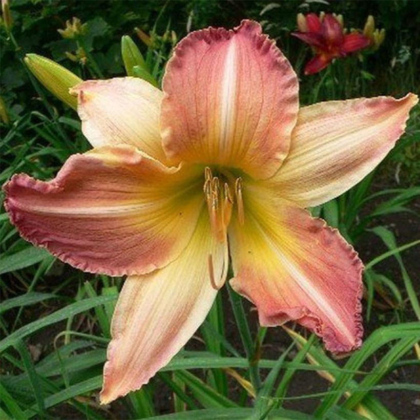 Hemerocallis Abstract Art (Floração)