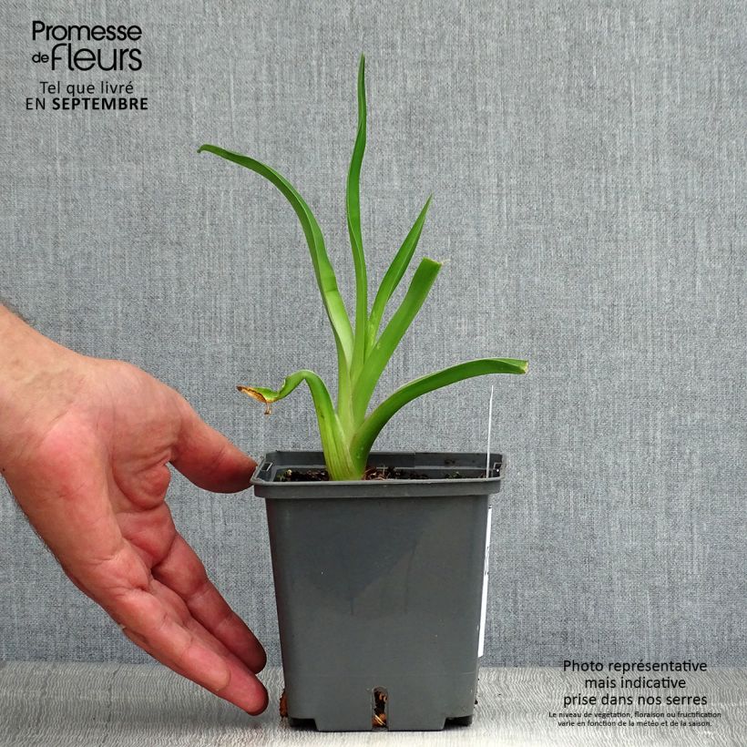 Amostra de Hemerocallis Alaqua Vaso de 1 L/1,5 L tal como entregue no verão