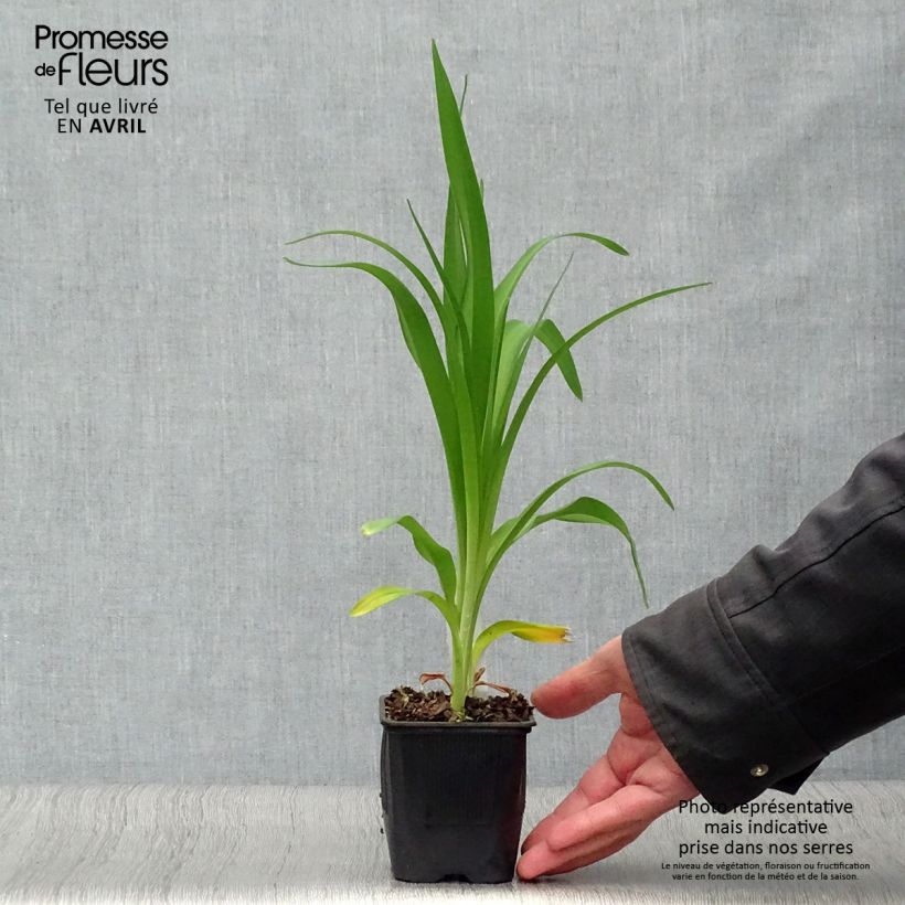 Amostra de Hemerocallis Alice in Wonderland Vaso de 8/9 cm tal como entregue na primavera