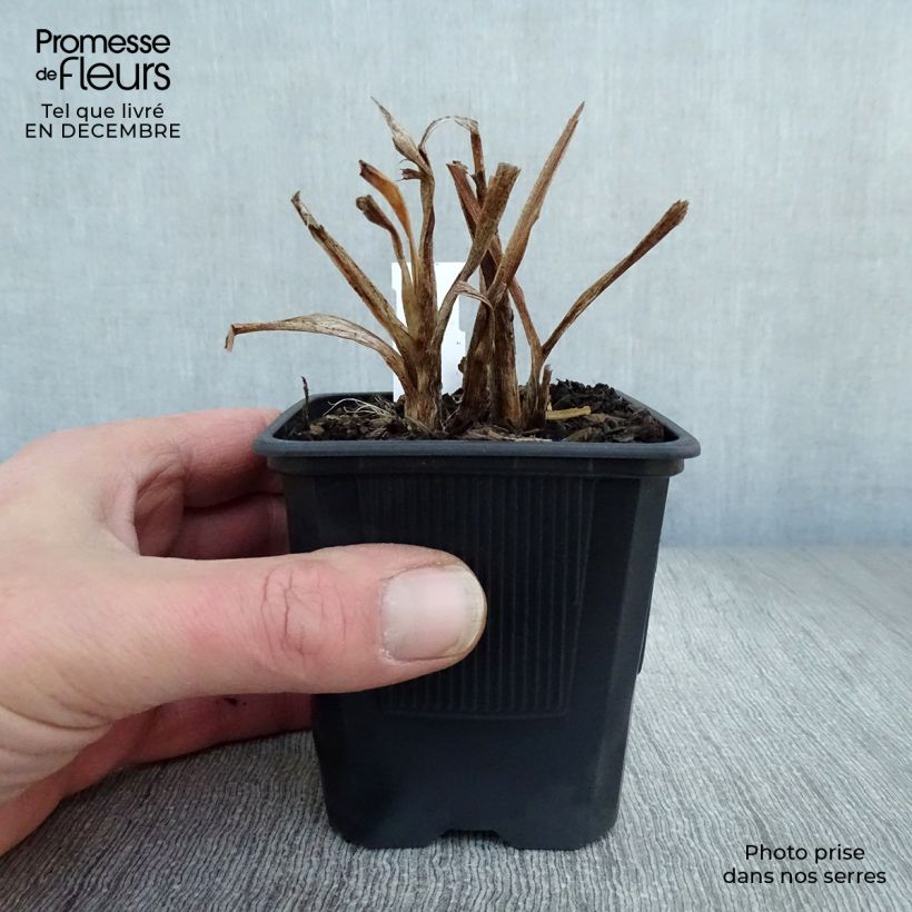 Amostra de Hémérocalle American Revolution - Lis d'un Jour Vaso de 8/9 cm tal como entregue no inverno