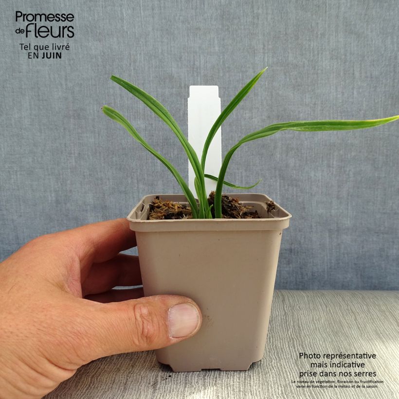 Amostra de Hemerocallis American Revolution Vaso de 8/9 cm tal como entregue no verão