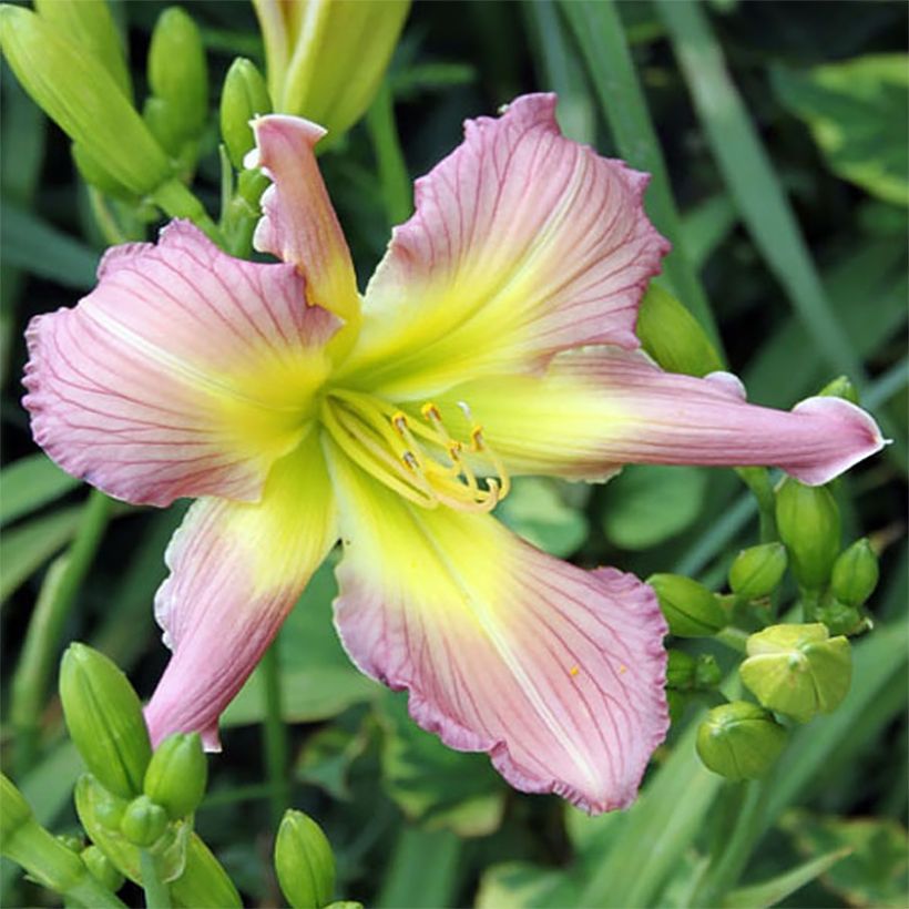 Hemerocallis Amerstone Amethyst Jewel (Floração)