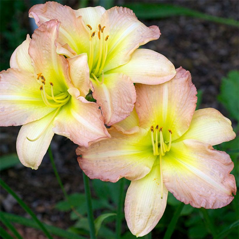 Hemerocallis Amy Stewart (Floração)