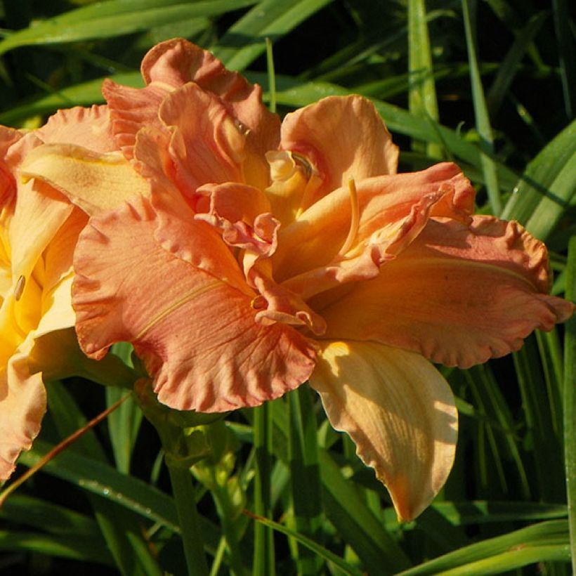 Hemerocallis Angelic Grin (Floração)