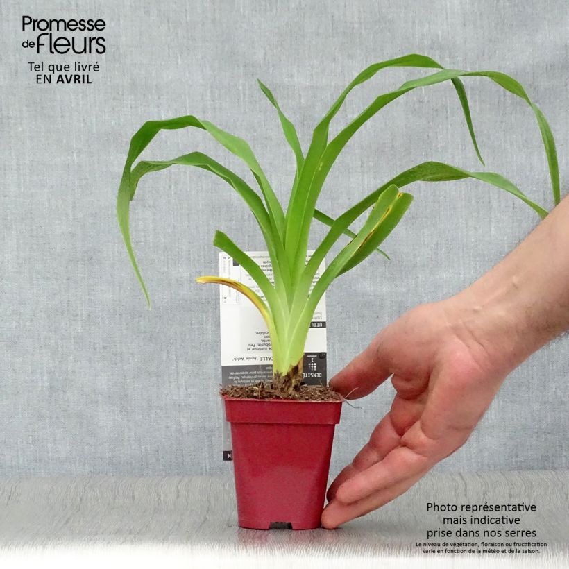 Amostra de Hemerocallis Annie Welch Vaso de 7/8 cm tal como entregue na primavera