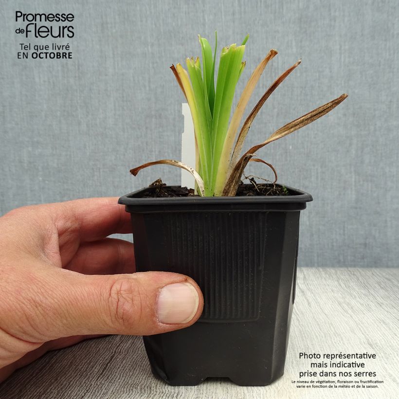 Amostra de Hemerocallis Apricot Beauty Vaso de 8/9 cm tal como entregue no outono