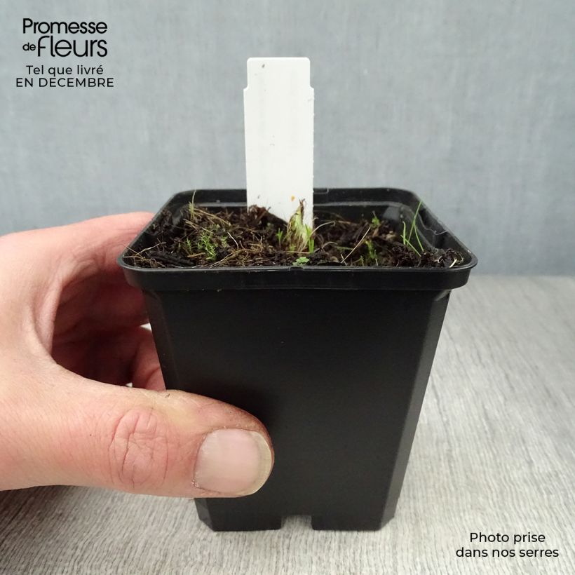 Amostra de Hemerocallis Arctic Snow Vaso de 8/9 cm tal como entregue no inverno