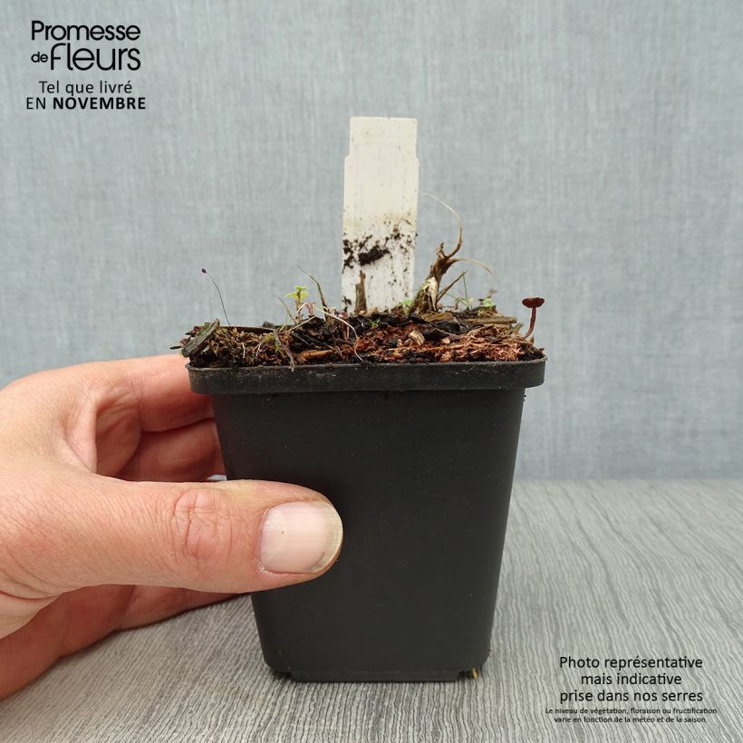Amostra de Hemerocallis Arctic Snow Vaso de 8/9 cm tal como entregue no outono