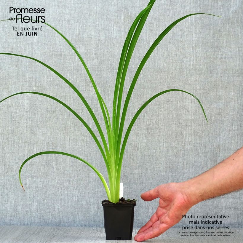 Amostra de Hemerocallis Arctic Snow Vaso de 8/9 cm tal como entregue no verão