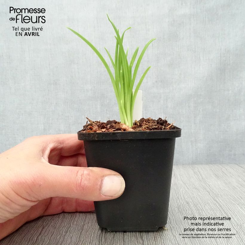 Amostra de Hemerocallis Arctic Snow Vaso de 8/9 cm tal como entregue na primavera