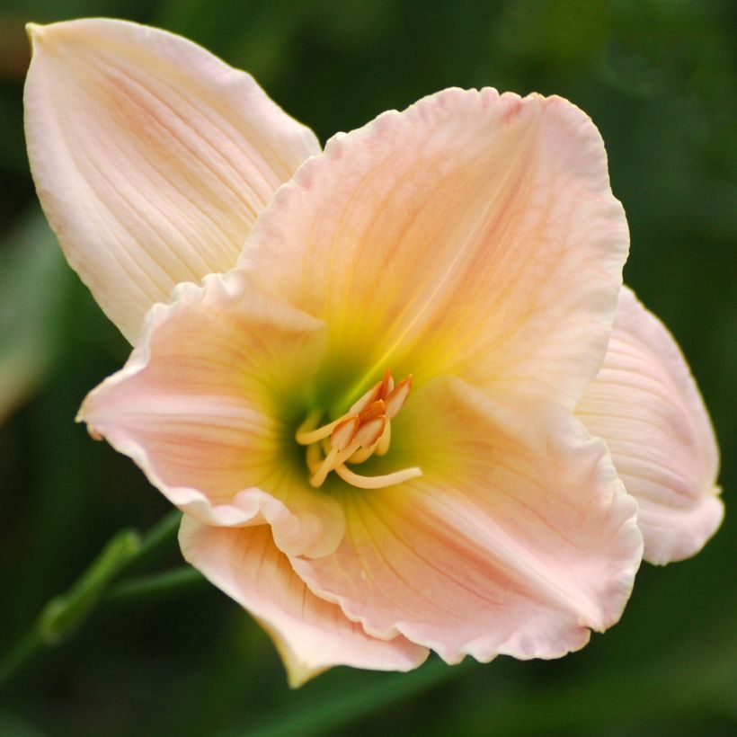 Hemerocallis Ava Michelle (Floração)