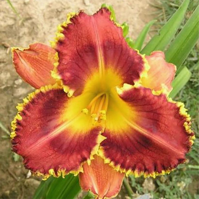 Hemerocallis Baracuda Bay (Floração)