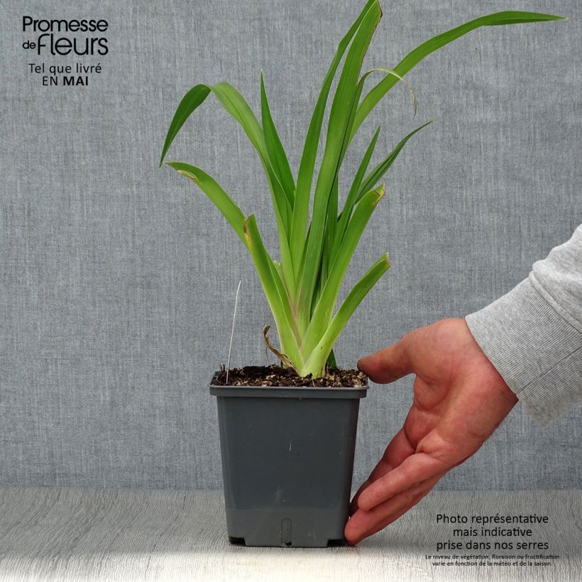 Amostra de Hemerocallis Baracuda Bay Vaso de 1 L/1,5 L tal como entregue na primavera