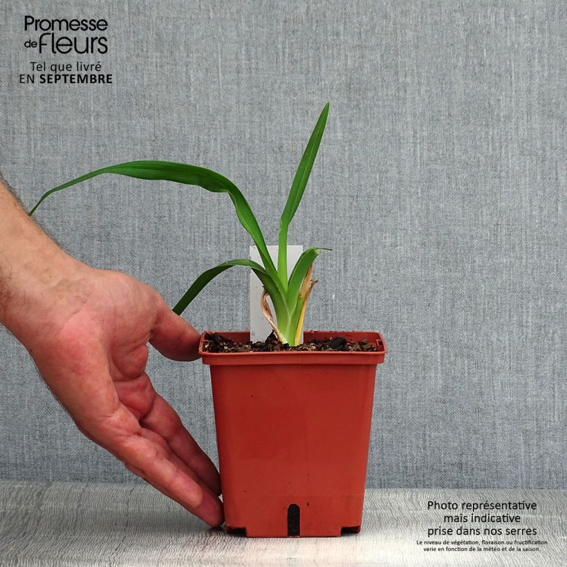 Amostra de Hemerocallis Barbara Mitchell Vaso de 1 L/1,5 L tal como entregue no verão