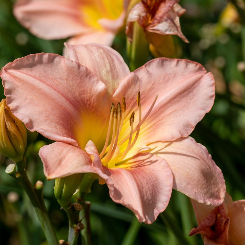 Hemerocallis Barbara Mitchell (Floração)