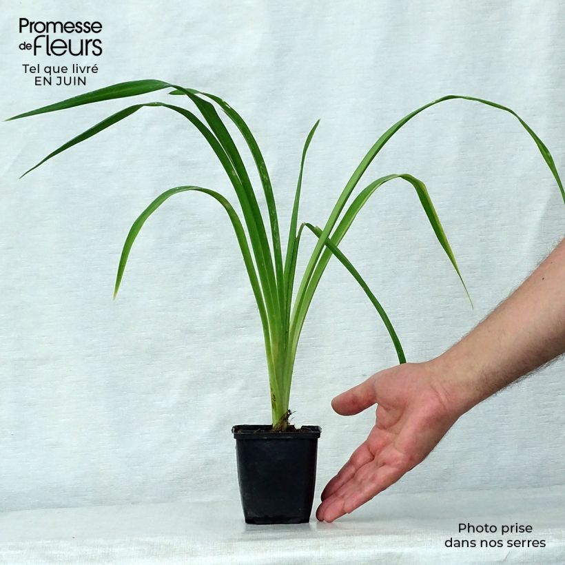 Amostra de Hemerocallis Bela Lugosi Vaso de 1 L/1,5 L tal como entregue no verão