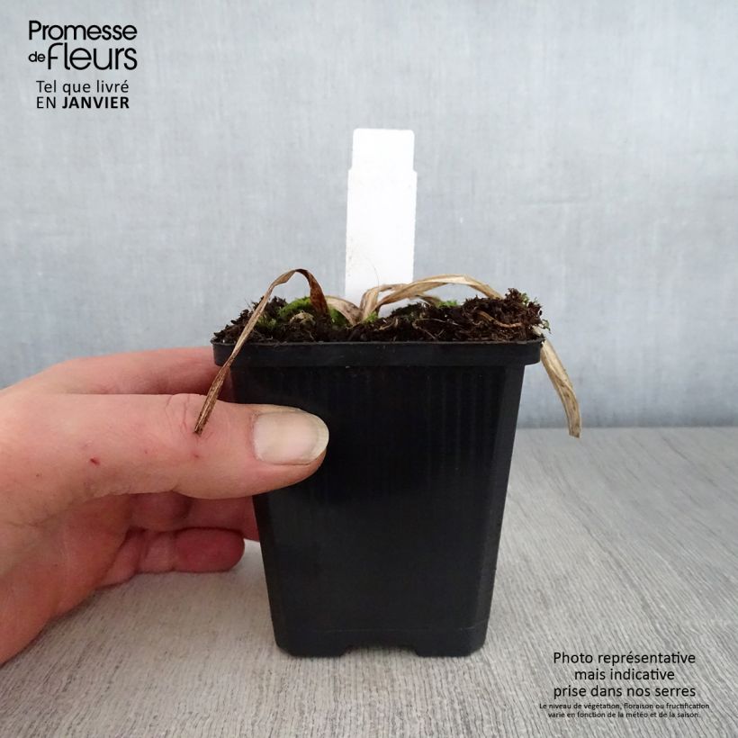 Amostra de Hémérocalle Bela Lugosi - Lis d'un Jour Vaso de 1 L/1,5 L tal como entregue no inverno