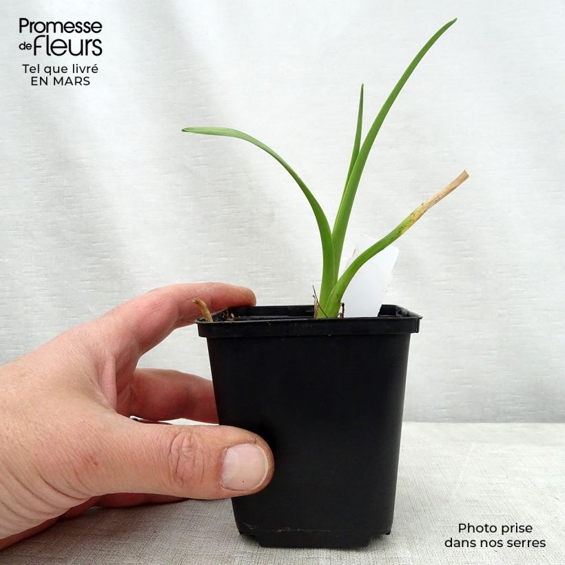 Amostra de Hemerocallis Bela Lugosi Vaso de 1 L/1,5 L tal como entregue na primavera