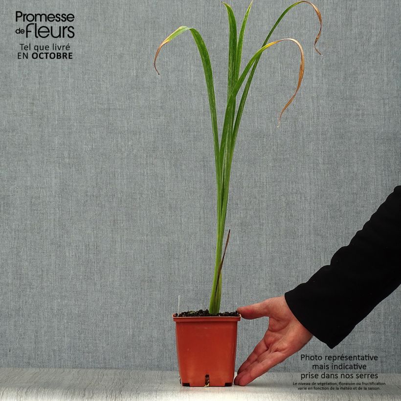 Amostra de Hemerocallis Bela Lugosi Vaso de 1 L/1,5 L tal como entregue no outono