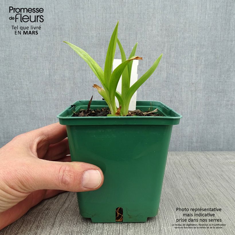 Amostra de Hemerocallis Black Eyed Susan Vaso de 1 L/1,5 L tal como entregue no inverno