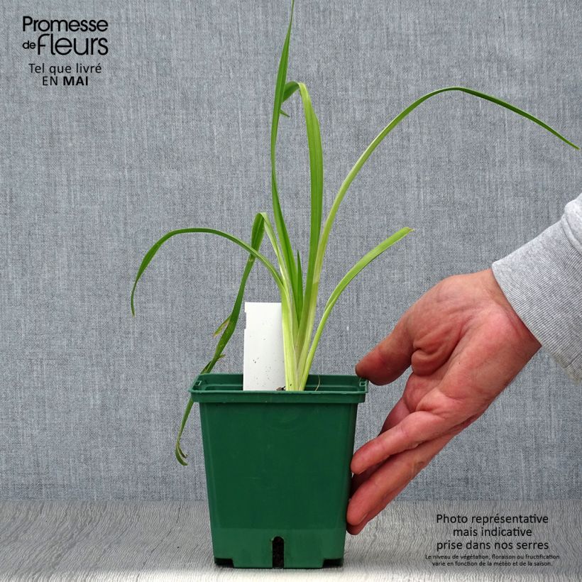 Amostra de Hemerocallis Black Eyed Susan Vaso de 1 L/1,5 L tal como entregue na primavera