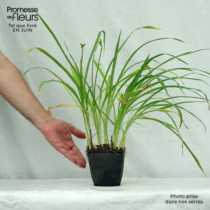 Amostra de Hemerocallis Black Prince Vaso de 8/9 cm tal como entregue no verão