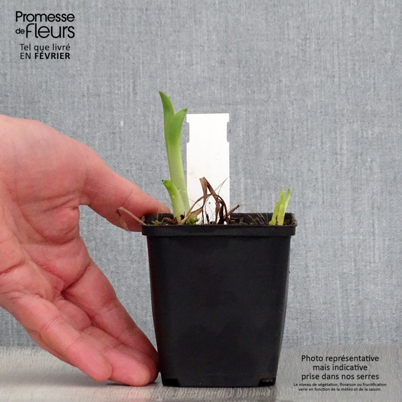 Amostra de Hémérocalle Black Prince - Lis d'un jour rouge sombre, reflets noirs. Godet de 8/9 cm tal como entregue no inverno