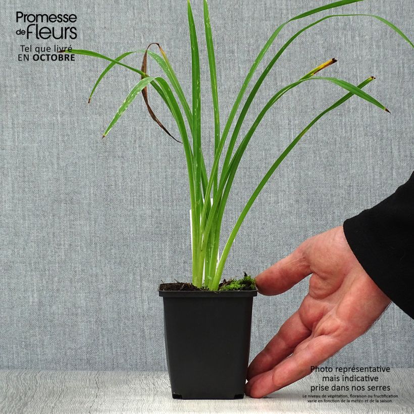 Amostra de Hemerocallis Black Prince Vaso de 8/9 cm tal como entregue no outono