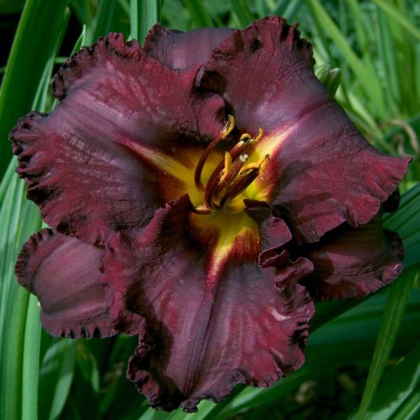 Hemerocallis Black Stockings (Floração)