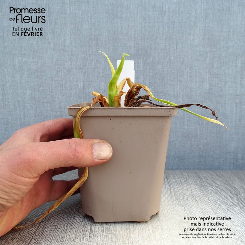 Amostra de Hémérocalle Black Stockings - Lis d'un Jour Vaso de 1 L/1,5 L tal como entregue no inverno