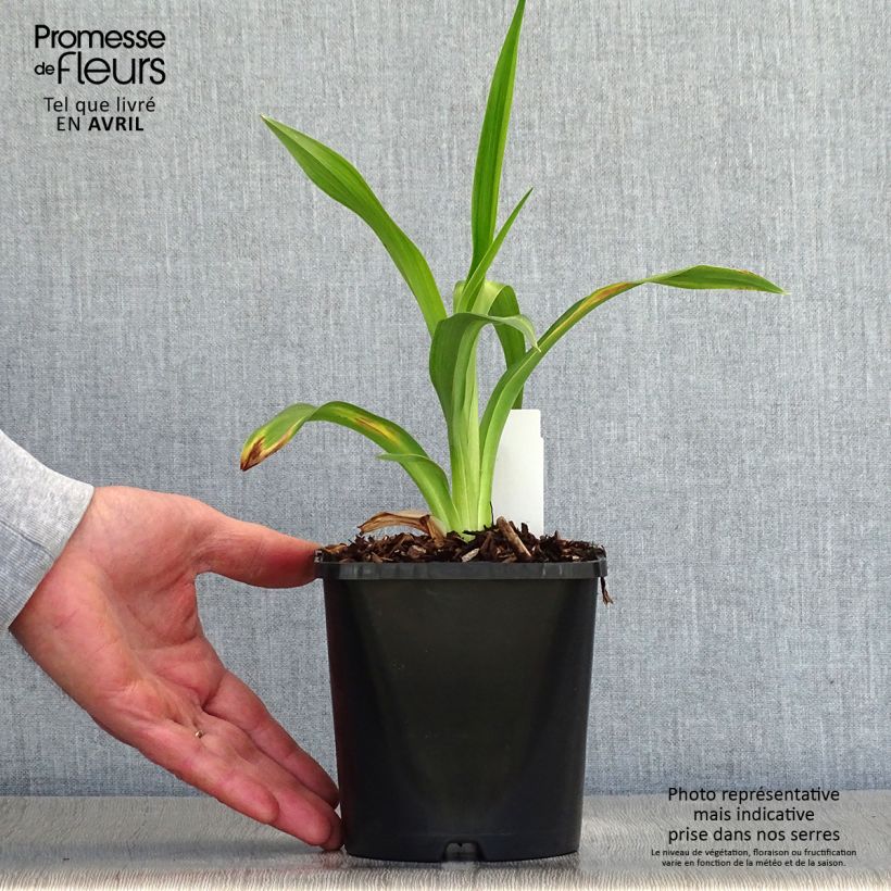 Amostra de Hemerocallis Black Stockings Vaso de 1 L/1,5 L tal como entregue na primavera