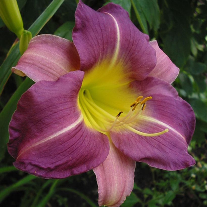 Hemerocallis Blue Sheen (Floração)