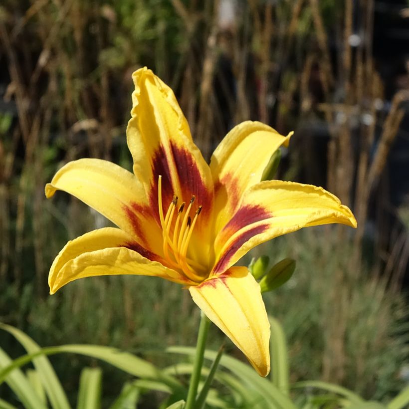 Hemerocallis Bonanza (Floração)