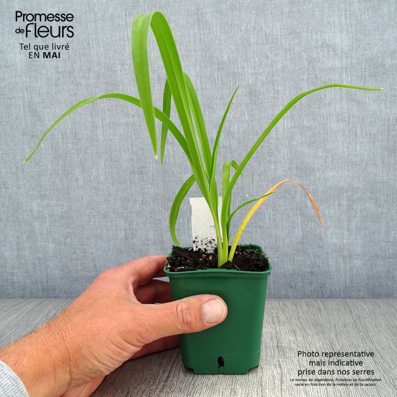 Amostra de Hemerocallis Bonanza Vaso de 8/9 cm tal como entregue na primavera